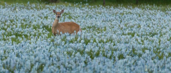 Deer in camas